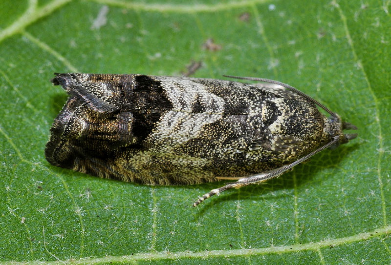 9 Tortricidae - Cydia splendana